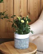 Yellow flowered rose plant